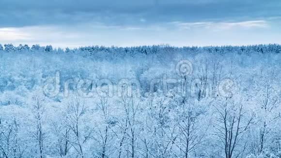 森林里的霜树在冬天的早晨在多云的天空下视频的预览图