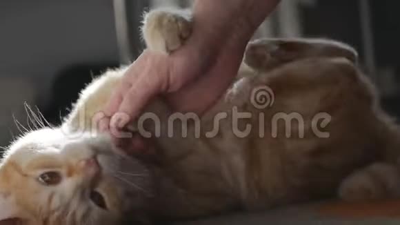 一个女人用手玩一只漂亮的红猫猫很快就咬人很容易主人的手抓伤可爱视频的预览图