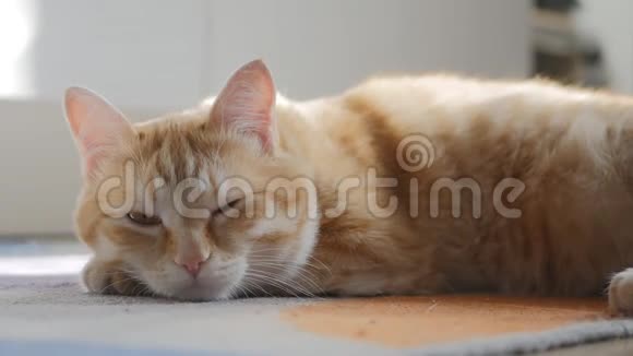 一只红色的睡猫他正在阳光明媚的厨房里靠地毯休息视频的预览图
