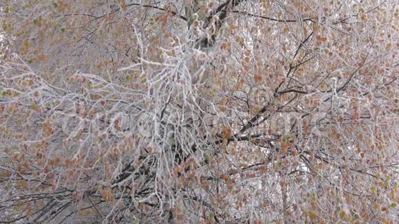 桦树的冻枝秋天视频的预览图