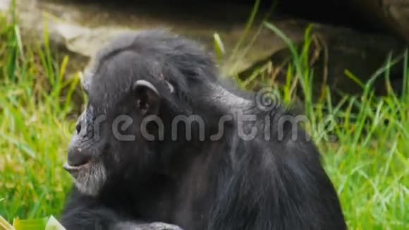 黑猩猩视频的预览图