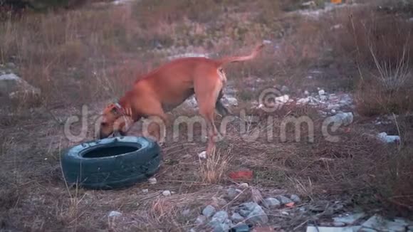 年轻的狗美国斯塔福德郡梗玩一个旧轮胎从汽车车轮一只雄性斯塔福德郡梗视频的预览图