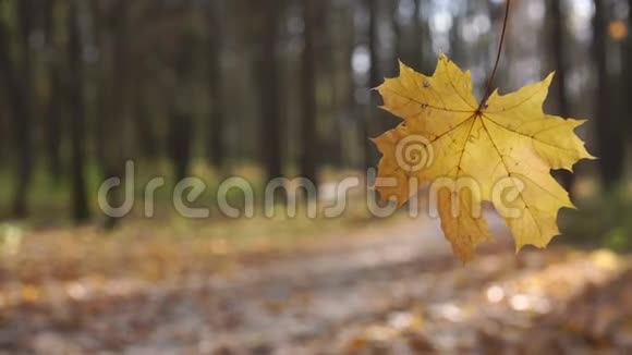 公园里明亮的黄叶在模糊的树木上闪烁视频的预览图