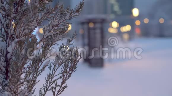 雪覆盖了Thuja城市公园的冬季夜晚视频的预览图