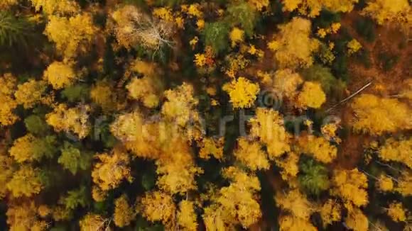 俯视无人驾驶飞机向后飞过美丽茂盛的绿色和黄色的树顶大气的秋天森林背景视频的预览图