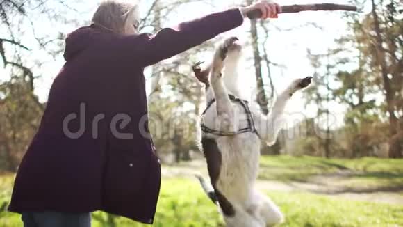 在隔离期间遛狗一个女人和她的狗在公园里散步狗散步周末快乐视频的预览图