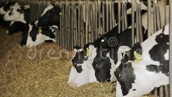 农业农场的奶牛奶牛在吃干草视频的预览图