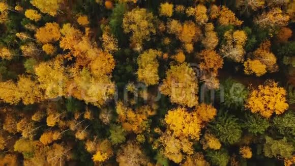 俯视无人机缓缓飞过美丽茂盛的绿黄树木温暖大气的秋林景观视频的预览图
