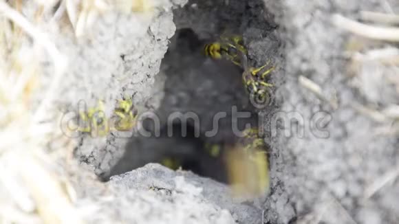 黄蜂飞到它们的巢里用阿斯彭巢修补地下黄蜂阿斯彭巢穴的入口就在附近视频的预览图
