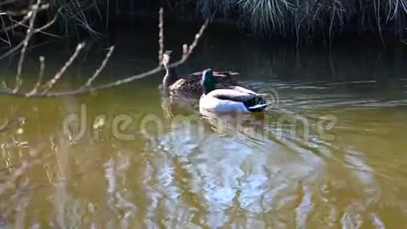 鸭子在德国北部的一个小池塘上和平地游泳视频的预览图