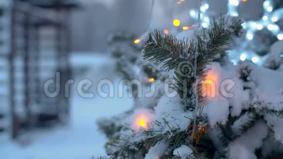 公园里白雪覆盖的圣诞树视频的预览图