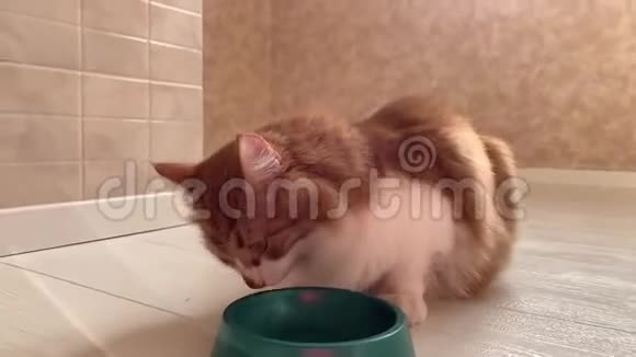 猫吃食物视频的预览图