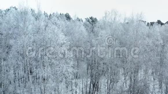 冬天多云的早晨森林里的霜树视频的预览图
