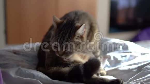 猫坐在床上舔舔一只英国品种的猫舔它的头发动作缓慢视频的预览图