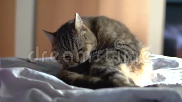 猫坐在床上舔舔一只英国品种的猫舔它的头发动作缓慢视频的预览图