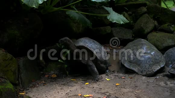 奥达布拉巨大的乌龟浏览叶奥达布拉切利吉甘蒂亚马河岛塞舌尔视频的预览图