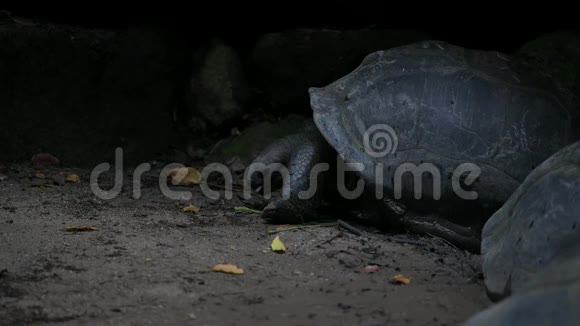 奥达布拉巨龟正在咀嚼食物奥达布拉切利斯吉甘特亚马河岛塞舌尔特写镜头视频的预览图