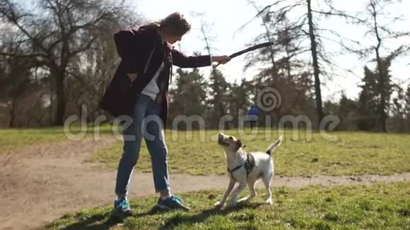 狗走宠物护理检疫期间狗走美丽的女孩在公园里和她的邮狗玩棍子视频的预览图