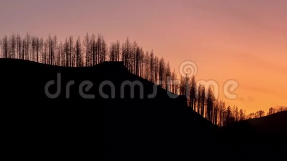 日落时的森林剪影太阳落在西班牙大加那利的塔马达巴山后视频的预览图