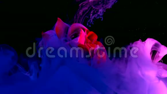 美丽的红玫瑰在一个奇妙的背景蓝色水彩墨水在水中的黑色背景上视频的预览图