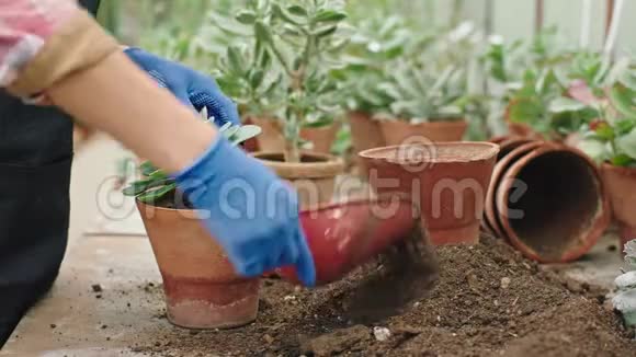 在镜头前把一朵装饰花种进花盆的过程中园丁非常小心地工作视频的预览图