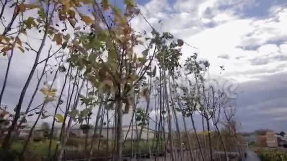植物园从第一人称树展开特写视频的预览图