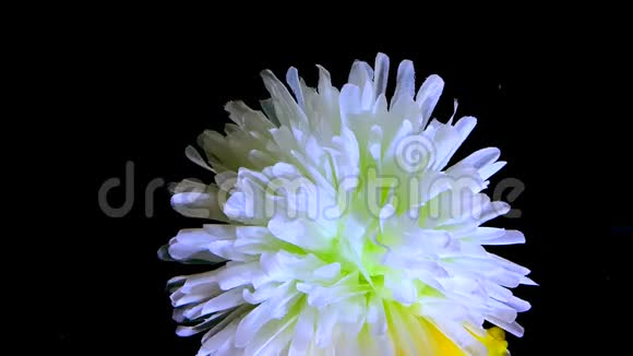 美丽瑰丽的白菊花黄色水彩墨水在水中的黑色背景上视频的预览图