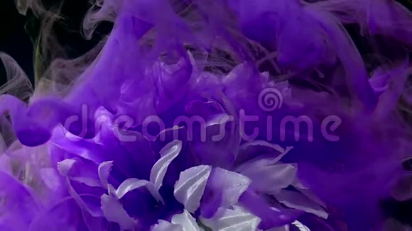 紫薇雾中瑰丽的白色菊花视频的预览图