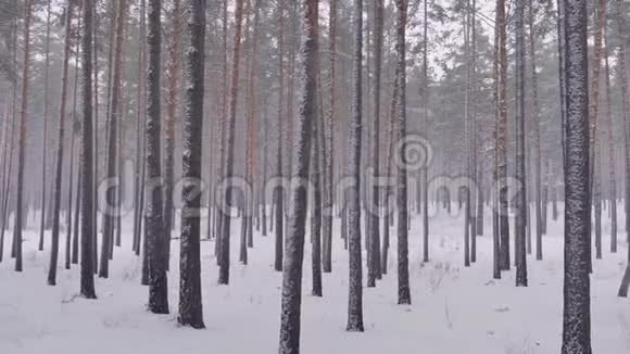松林冬季到夏季的气候变化全球变暖视频的预览图
