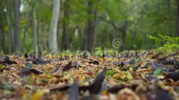相思种子在地上落下树叶和棕色的相思种子覆盖了整个地球视频的预览图