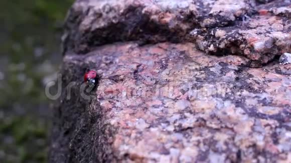 瓢虫在花岗岩石头上视频的预览图