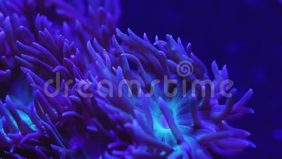 邓肯奥帕米亚珊瑚视频的预览图