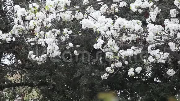 花瓣从盛开的树上落下视频的预览图