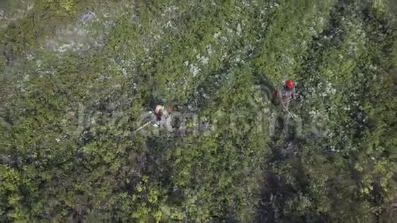 工人们在森林里用汽油锯锯草和杂草松云杉幼苗减薄视频的预览图