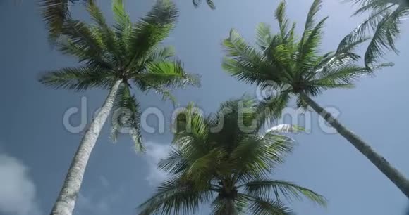 旋转运动抬头望着棕榈树在风中留下沙沙声视频的预览图