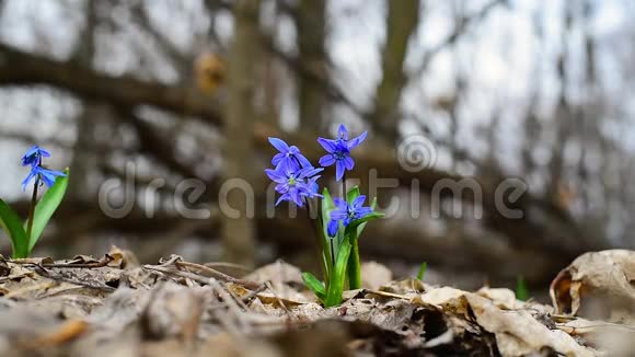 春天的雪滴在森林里是蓝色的在风中移动的花朵的特写早春蓝铃高质量视频的预览图