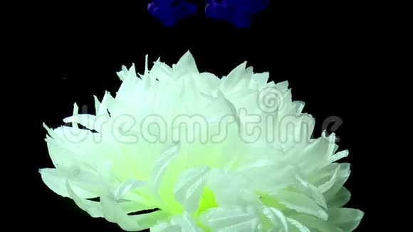 郁郁葱葱的白色菊花在时尚的背景上紫罗兰色水彩颜料在水中的黑色背景上视频的预览图