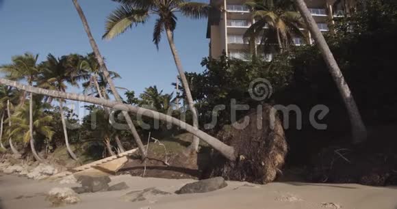 飓风海滩后棕榈树折断视频的预览图