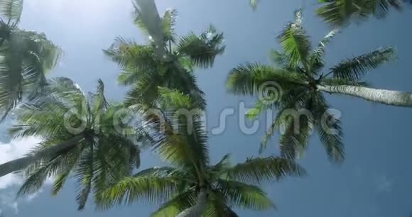 旋转运动抬头望着棕榈树在风中留下沙沙声视频的预览图