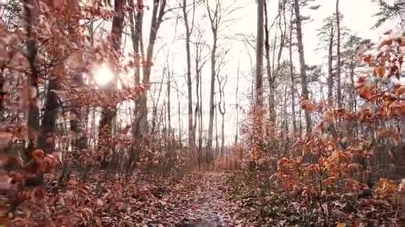 后排座椅后观骑自行车在森林小路上早春秋色在日落时微微下坡视频的预览图