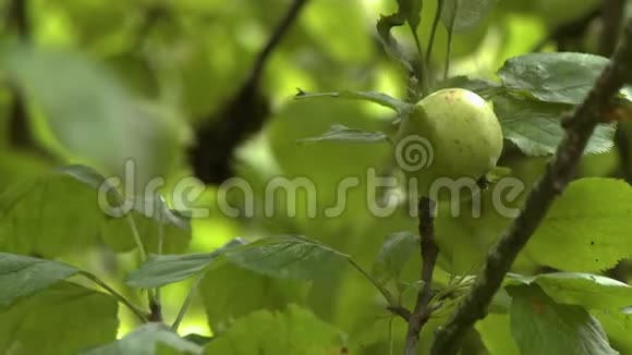 树肢上的小绿苹果视频的预览图