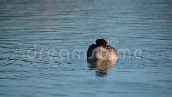 德国北部一个平静的小池塘里大雁在游泳视频的预览图