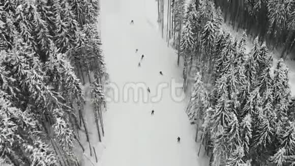 滑雪跑在云杉林之间急转弯视频的预览图