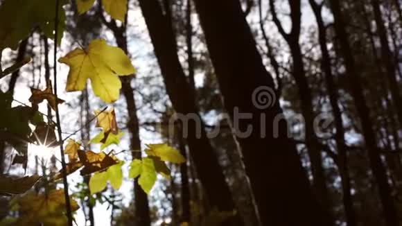 秋日阳光下的枫叶枝视频的预览图