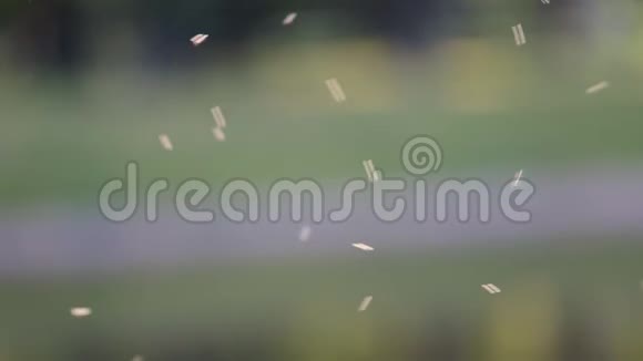 公园里的昆虫在阳光下飞舞夏日温暖的概念视频的预览图