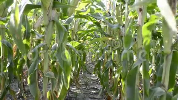 有阳光的玉米地视频的预览图