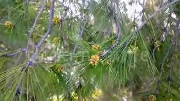 春天松枝上的幼锥春天的来临视频的预览图