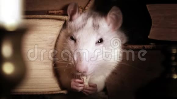 小可爱的灰老鼠坐在旧书之间视频的预览图