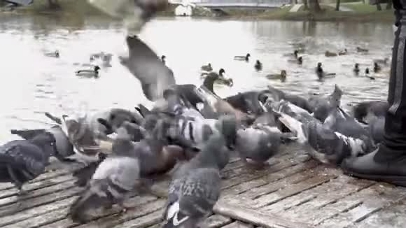 一群鸽子在河边的城市公园里啄食鸟儿害怕了飞走了然后回来视频的预览图