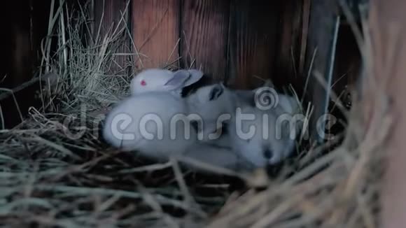 许多小兔子在巢里睡觉吃东西视频的预览图